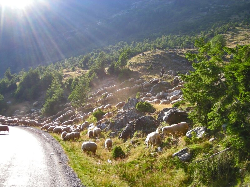 Sheep herd on mountain road