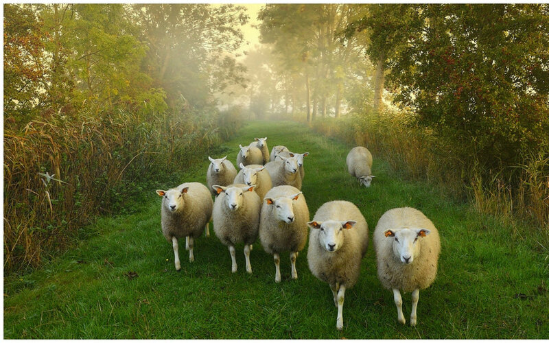 Sheep Herd on Path