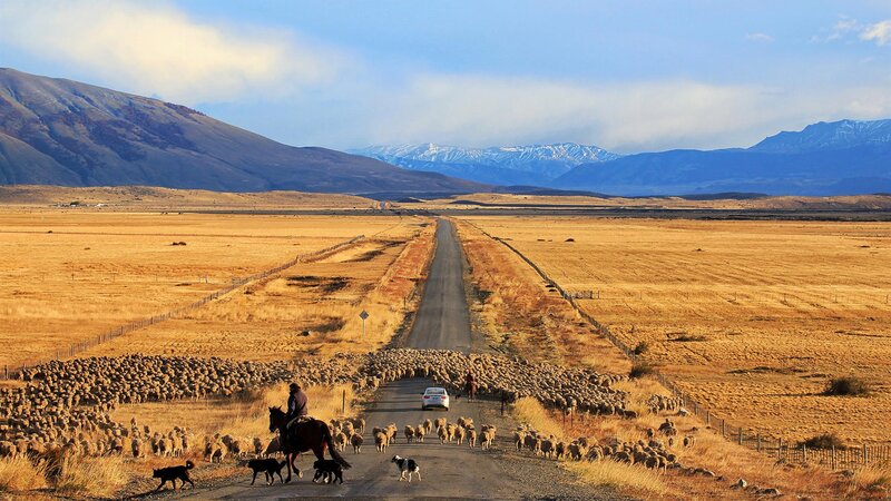 Sheep Herd on Road — Brown