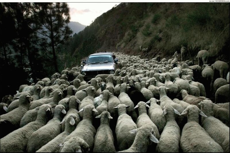 Sheep Herd on Road