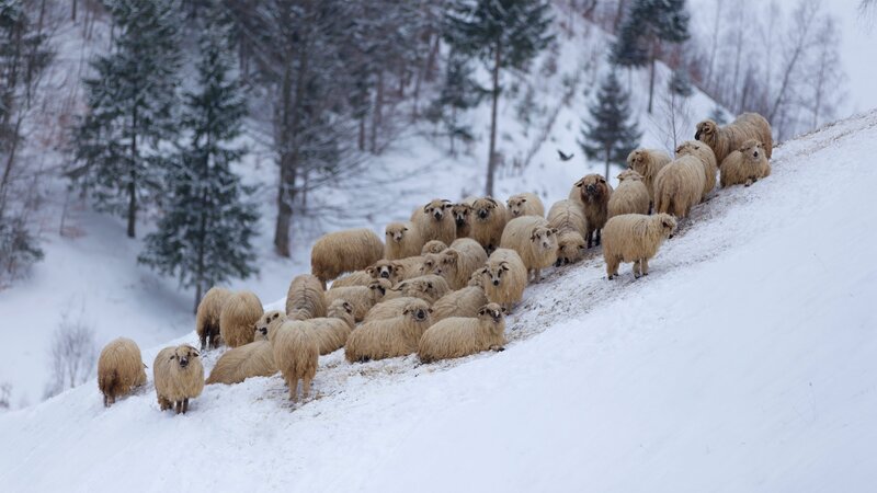 Sheep Herd on Snowy Hill