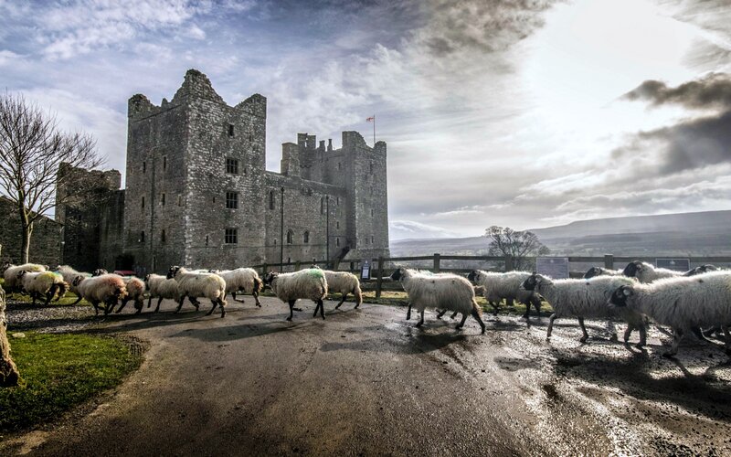 Sheep Herd Walking