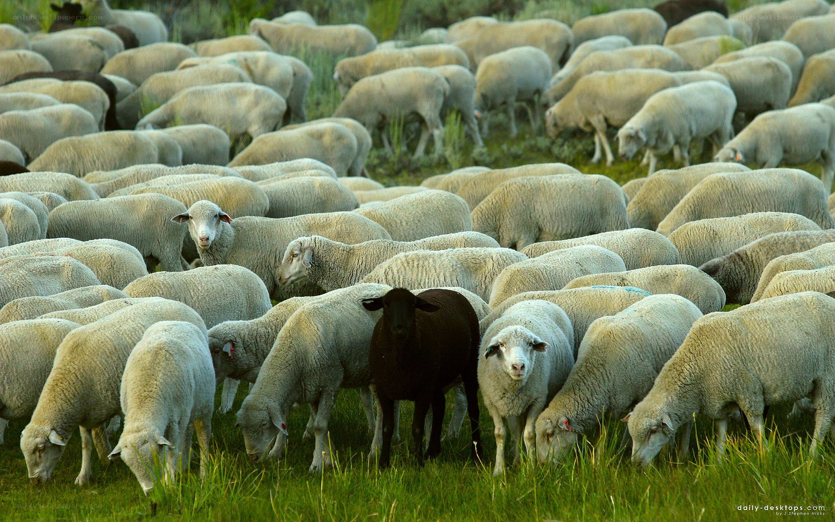 Sheep herd with black sheep