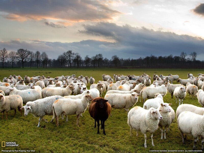 Sheep herd with black sheep