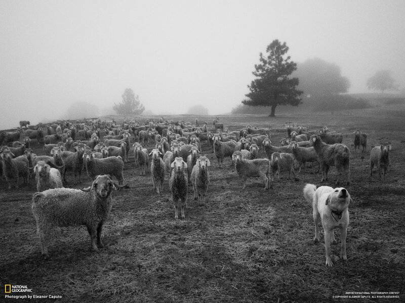 Sheep herd with dog in fog