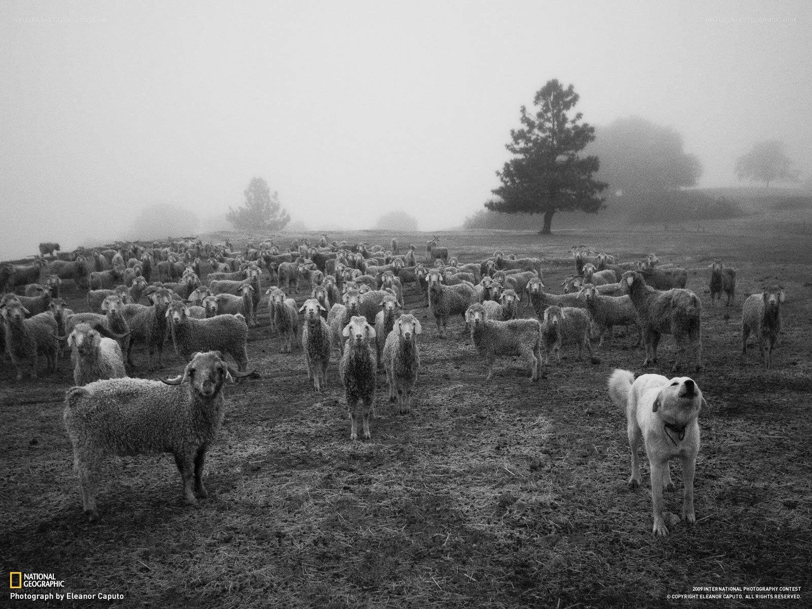 Sheep herd with dog in fog