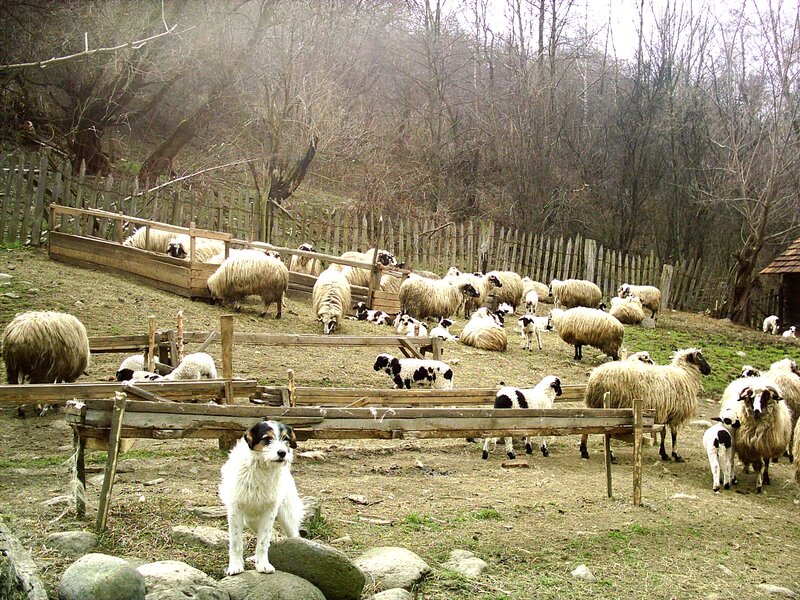 Sheep Herd with Dog