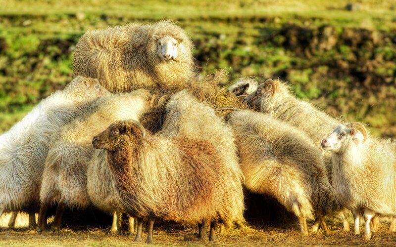 Sheep Huddled Together