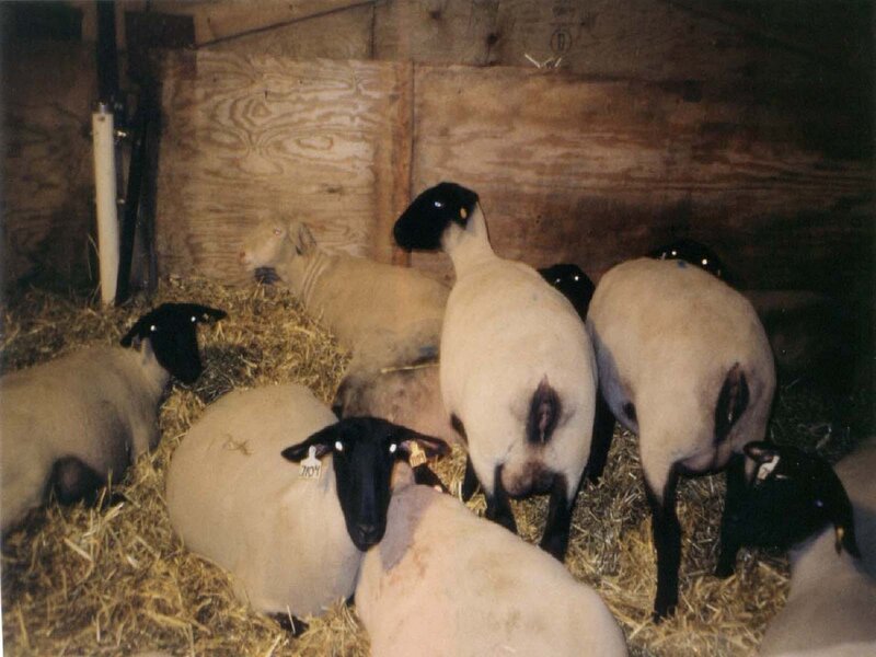 sheep in a barn