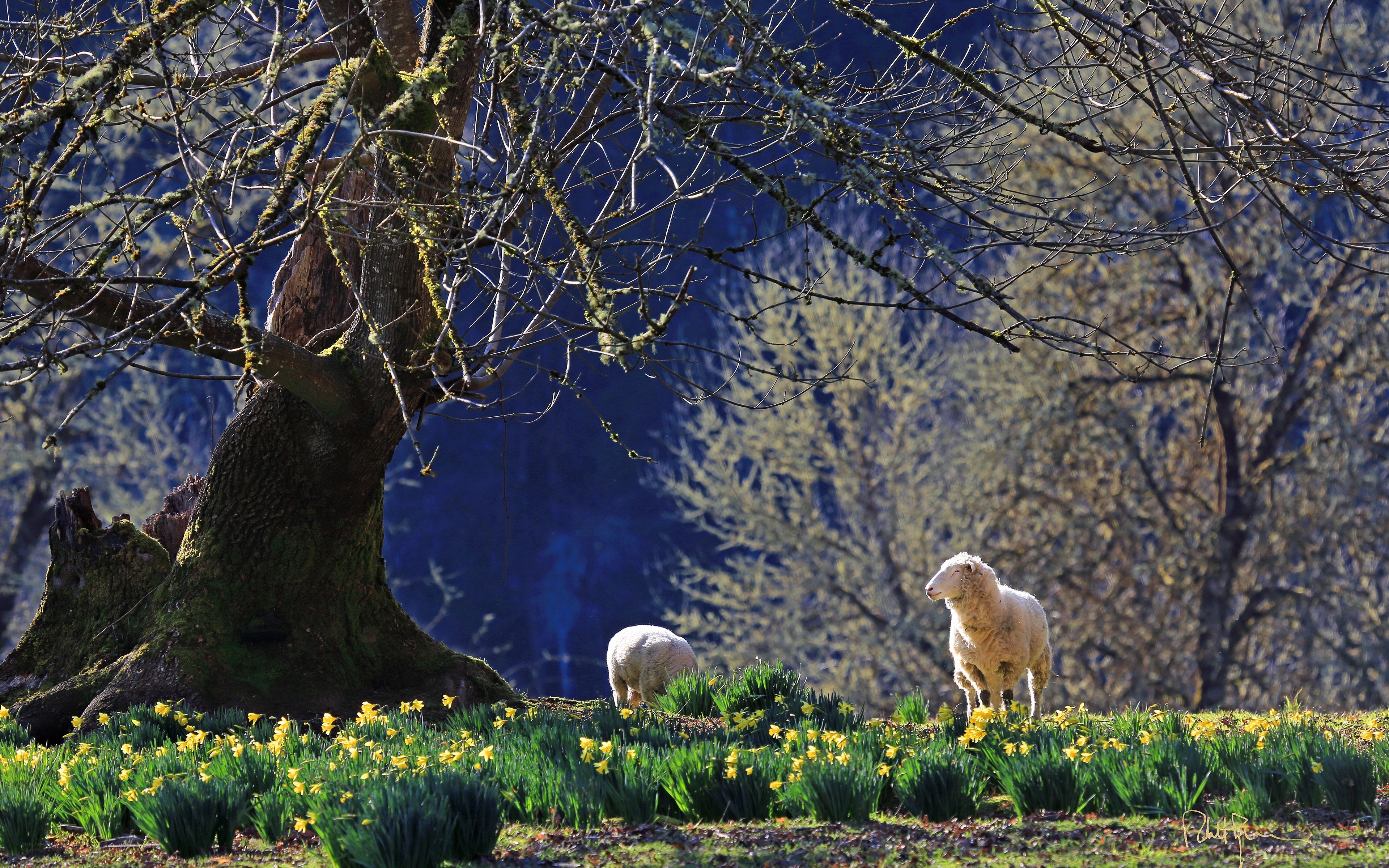 Sheep in a daffodil field