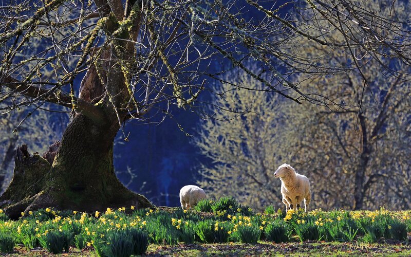 Sheep in a daffodil field