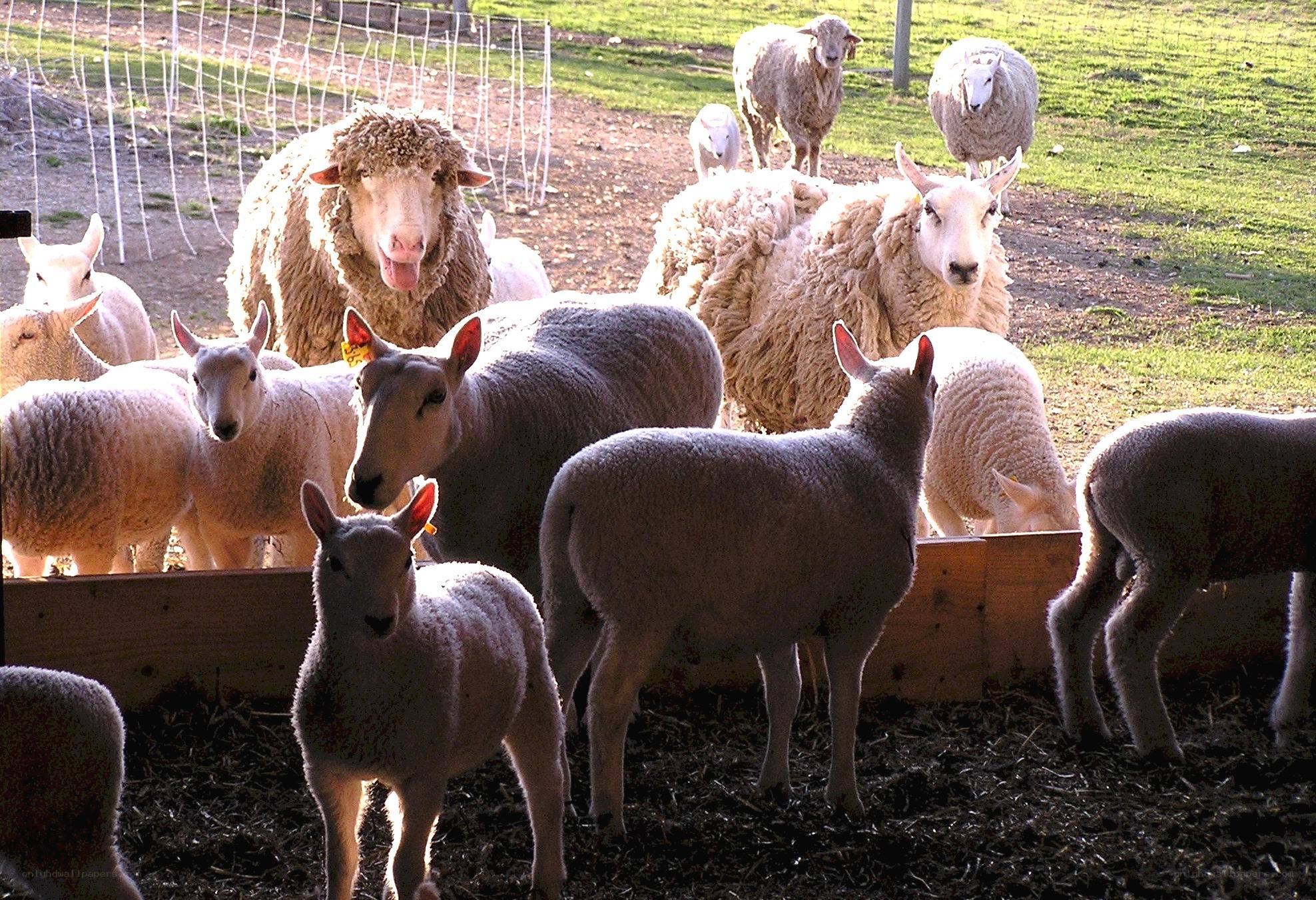 Sheep in a farm pen