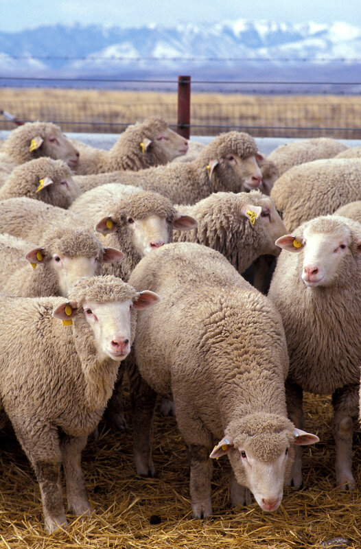 Sheep in a fenced enclosure
