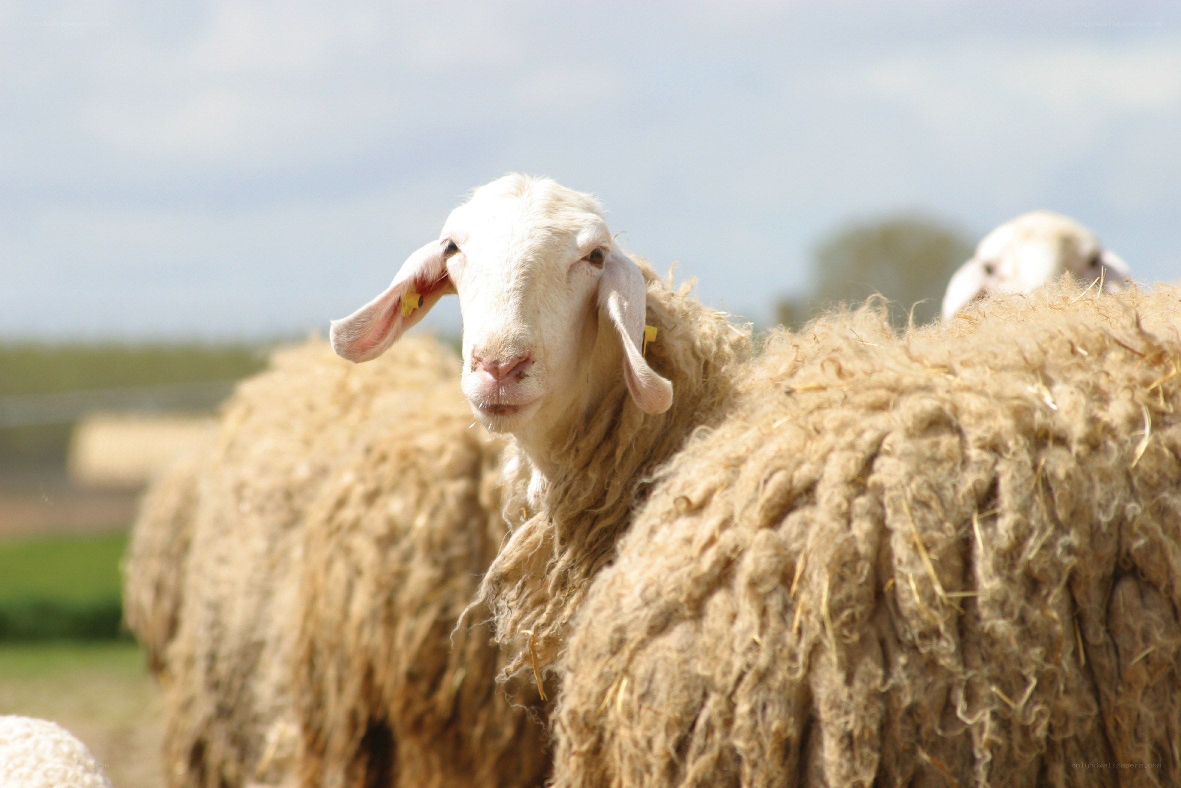sheep in a field