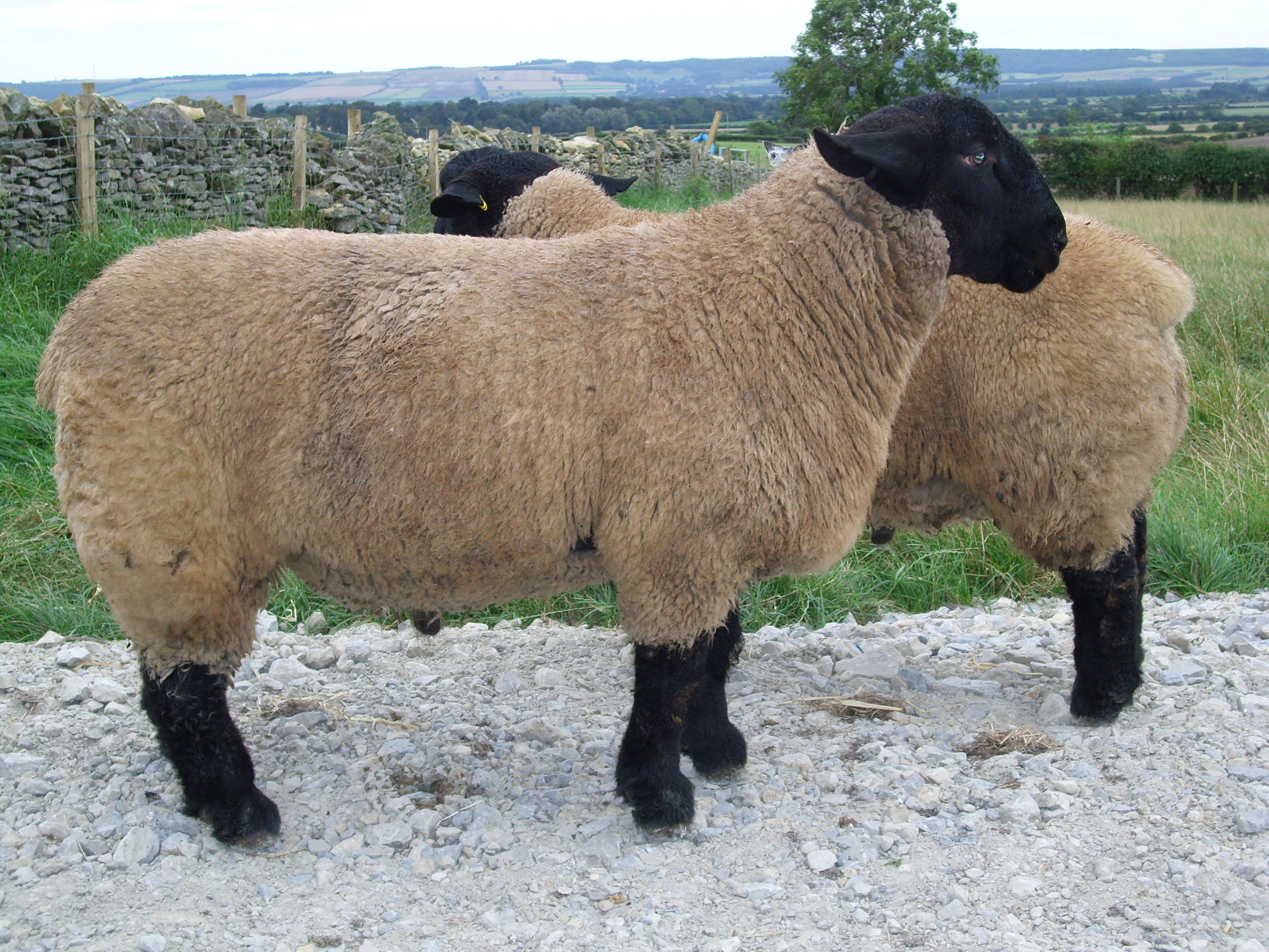 sheep in a field