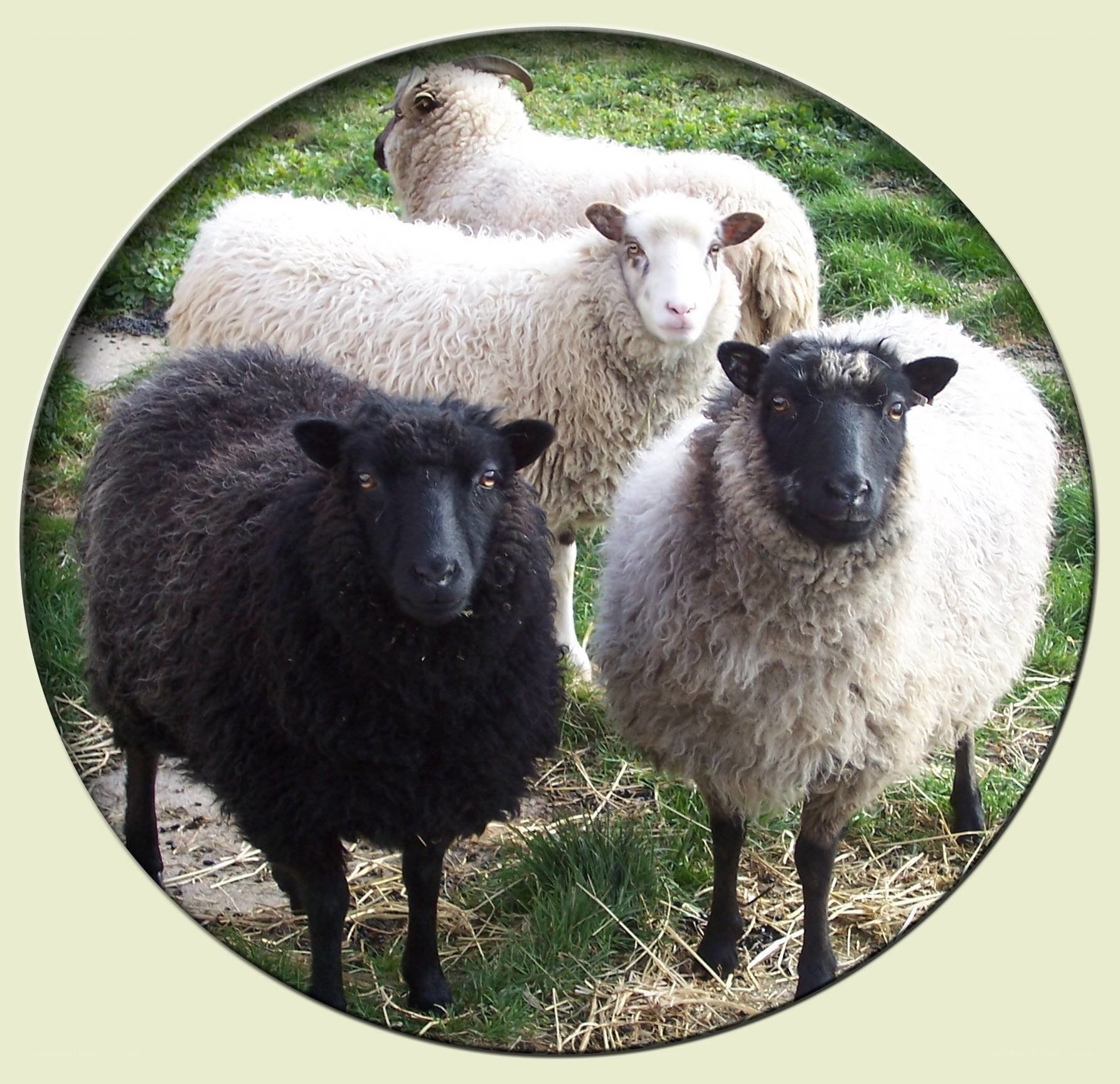 sheep in a field