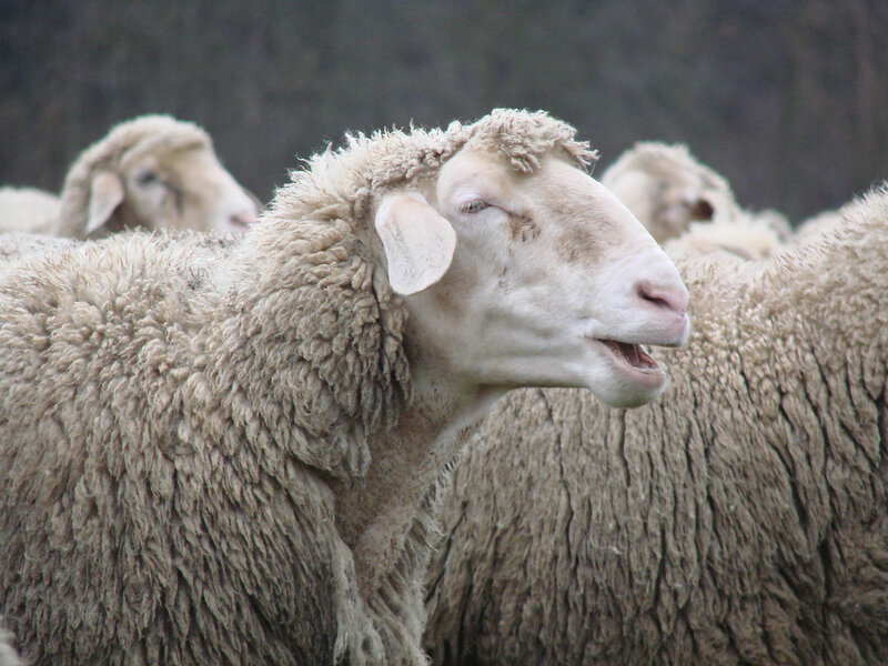 sheep in a field