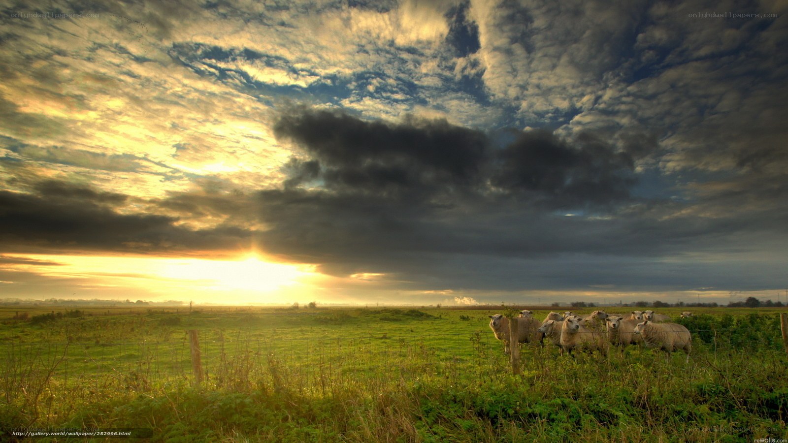 Sheep in a field at sunset
