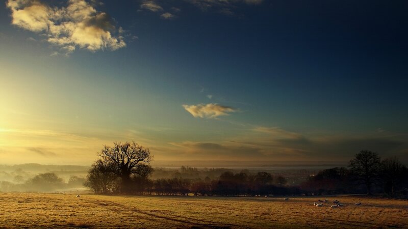 Sheep in a Field — Blue, Serene