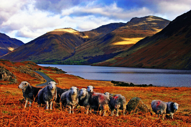 Sheep in a Field — Brown, Dramatic
