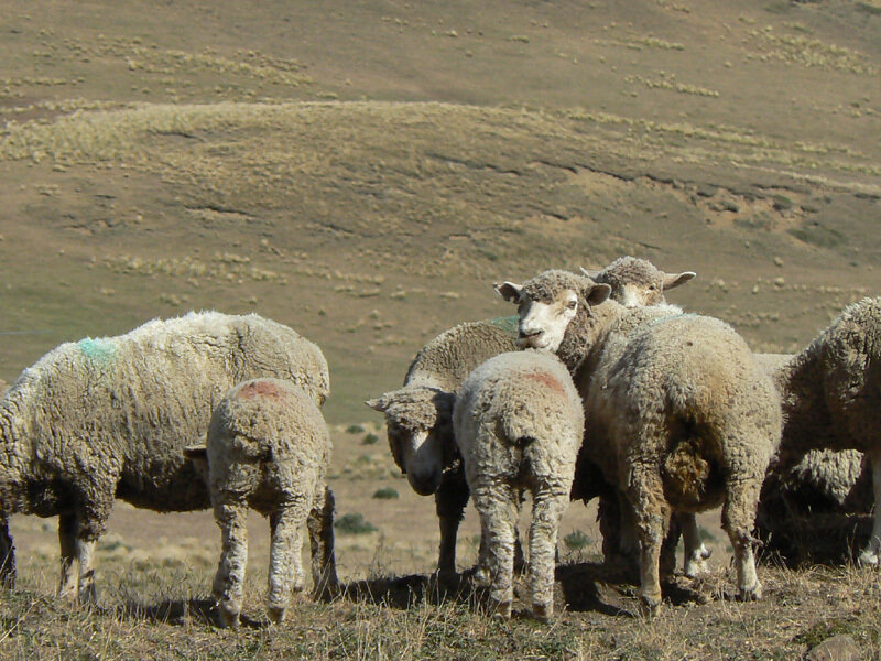 Sheep in a Field — Brown