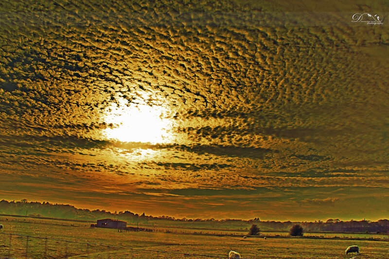 Sheep in a Field — Gold