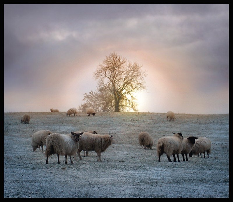 Sheep in a Field — Gray