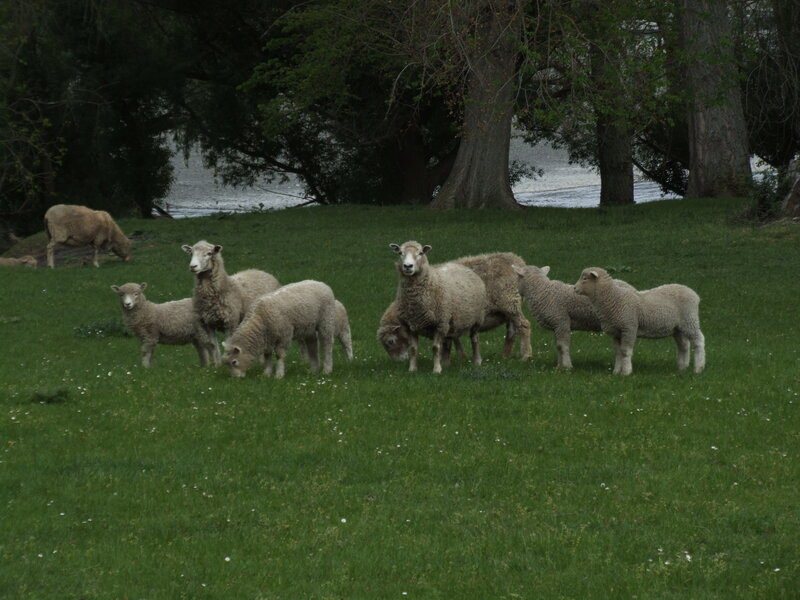 Sheep in a Field — Green, Calm, Afternoon, Photograph, Grass, Trees, River