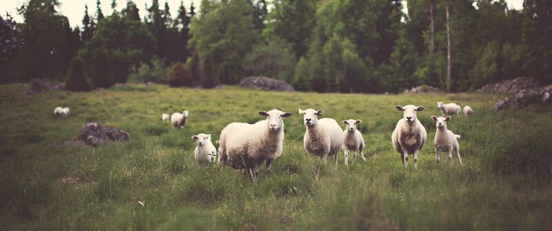 Sheep in a Field — Green, Calm, Afternoon, Photograph, Grass, Trees, Rocks