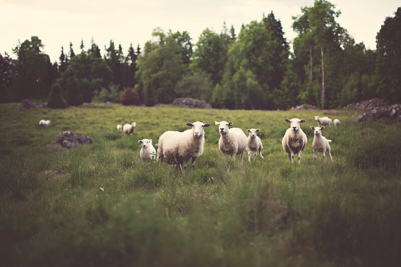 Sheep in a Field — Green, Calm, Afternoon, Photograph, Grass, Trees