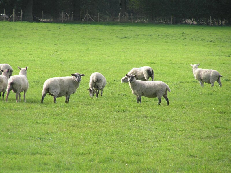 Sheep in a Field — Green, Calm, Afternoon