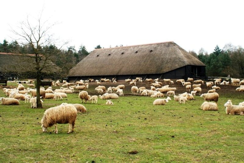Sheep in a Field — Green, Calm, Autumn