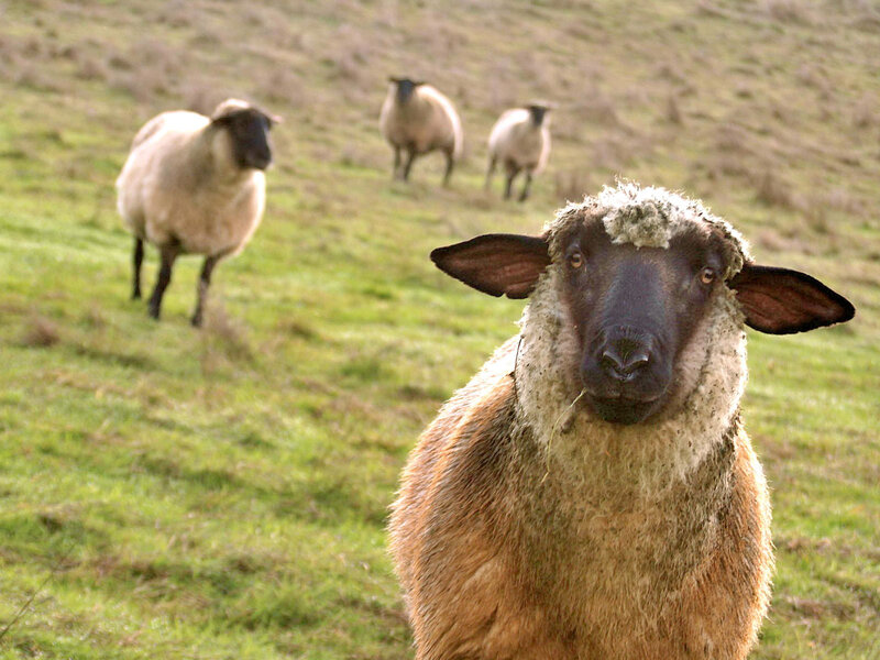 Sheep in a Field — Green, Calm