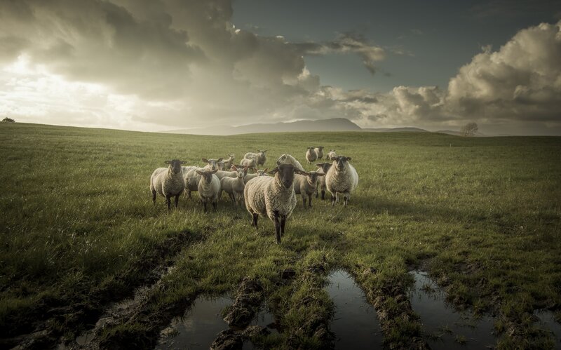Sheep in a Field — Green, Dramatic, Afternoon, Photograph
