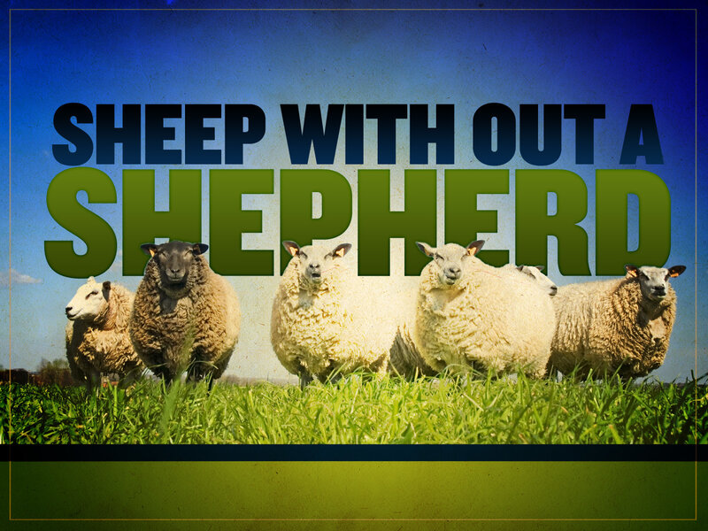 Sheep in a Field — Green, Dramatic, Afternoon