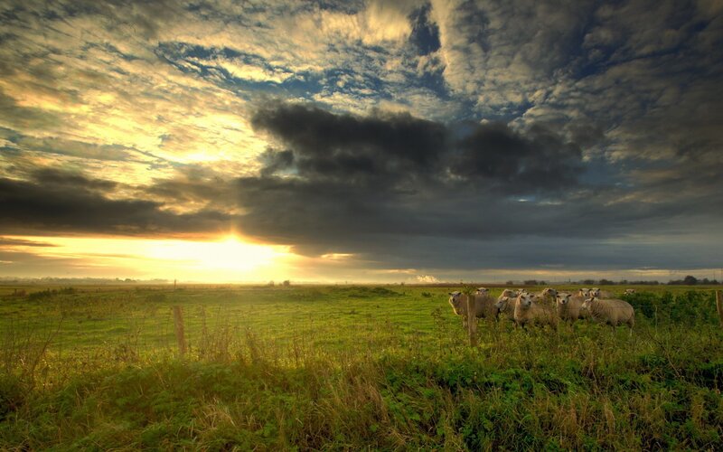 Sheep in a Field — Green, Dramatic, Sunset