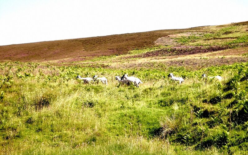 Sheep in a Field — Green, Serene, Afternoon, Photograph, Grass, Hills