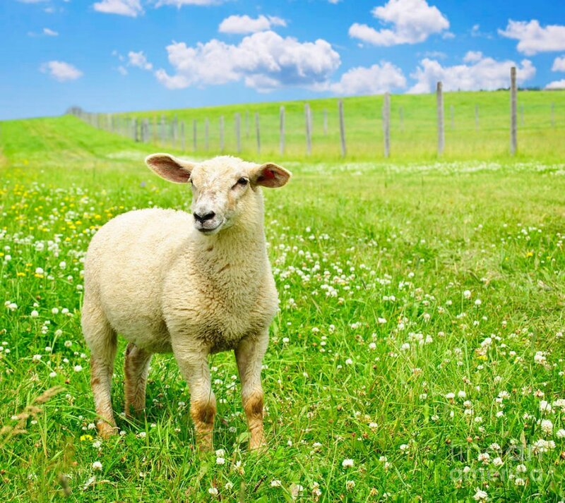 Sheep in a Field — Green, Serene, Afternoon, Photograph, Grass