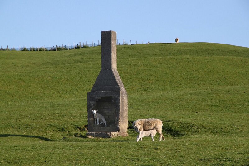 Sheep in a Field — Green, Serene, Afternoon, Photograph, Lamb