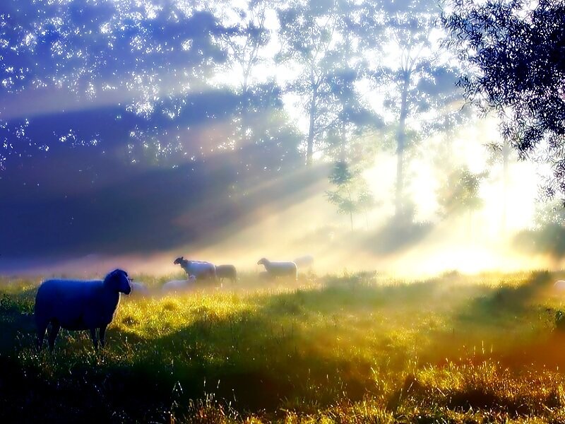Sheep in a Field — Green, Serene, Morning