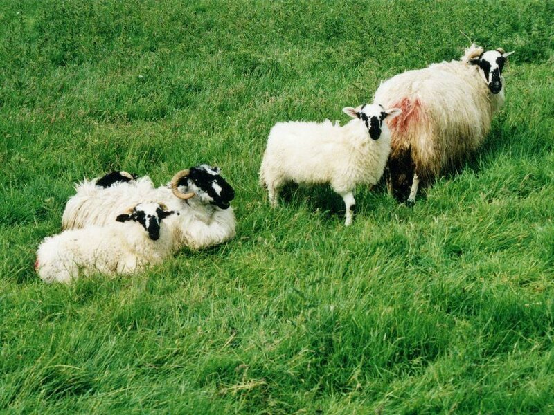 Sheep in a Field — Green