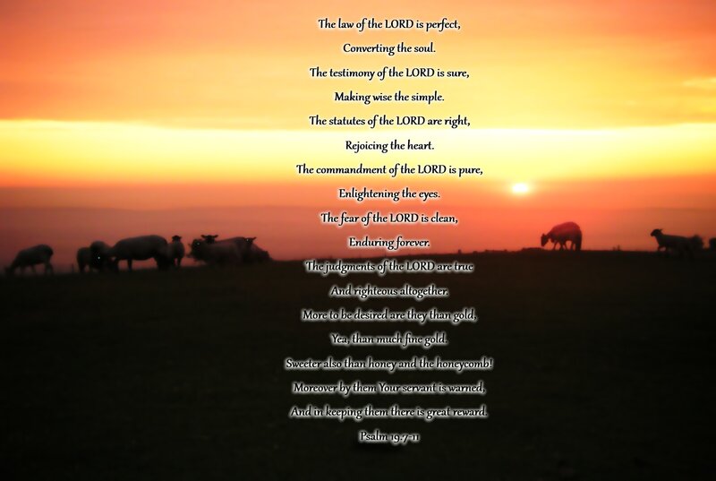 Sheep in a Field — Orange