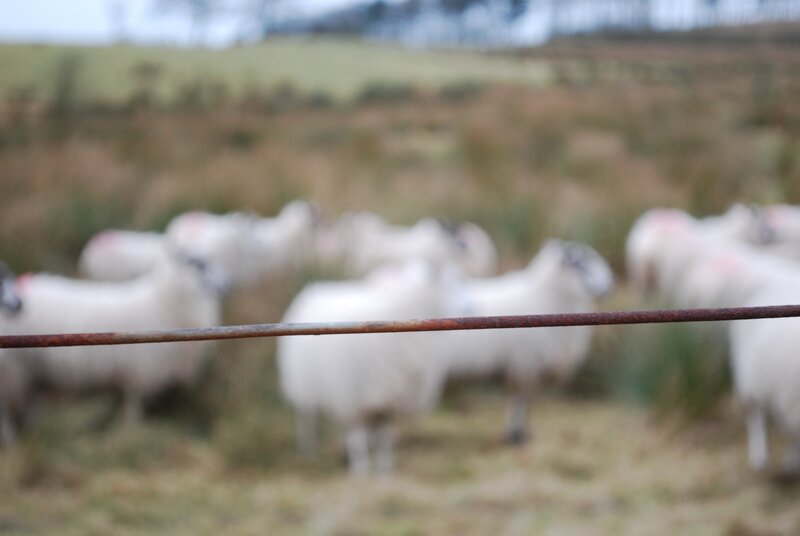 sheep in a field
