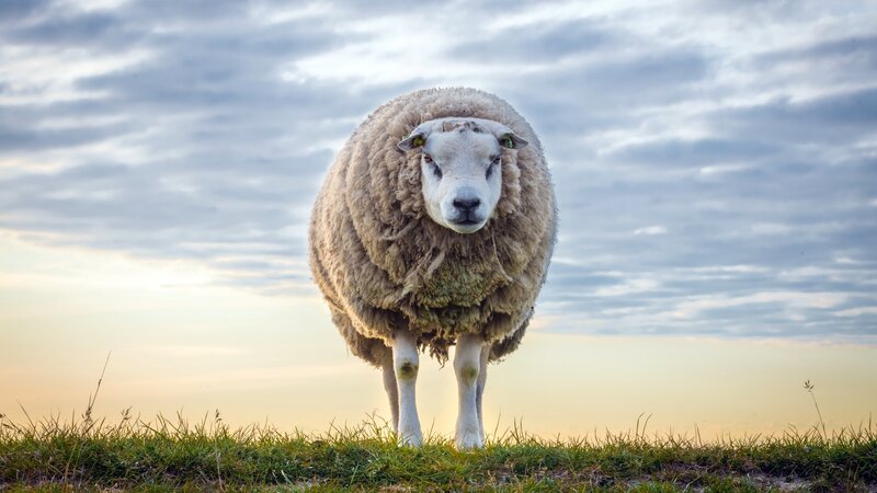 Sheep in a Field — White, Serene