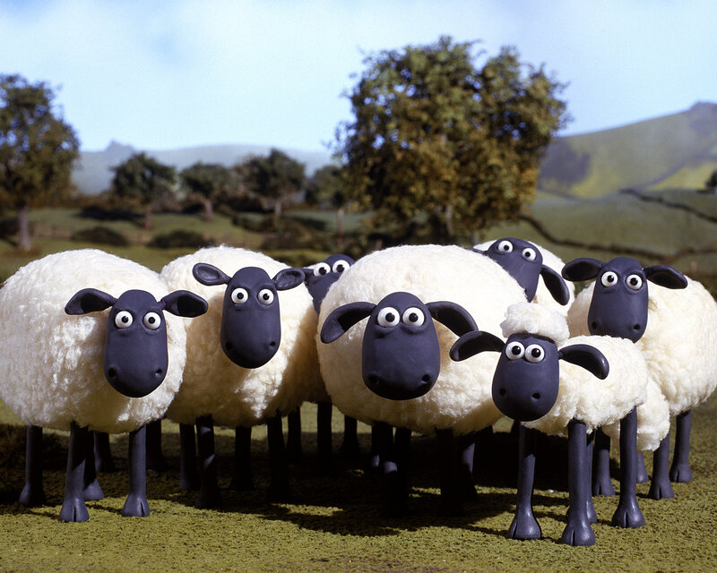 Sheep in a Field — White