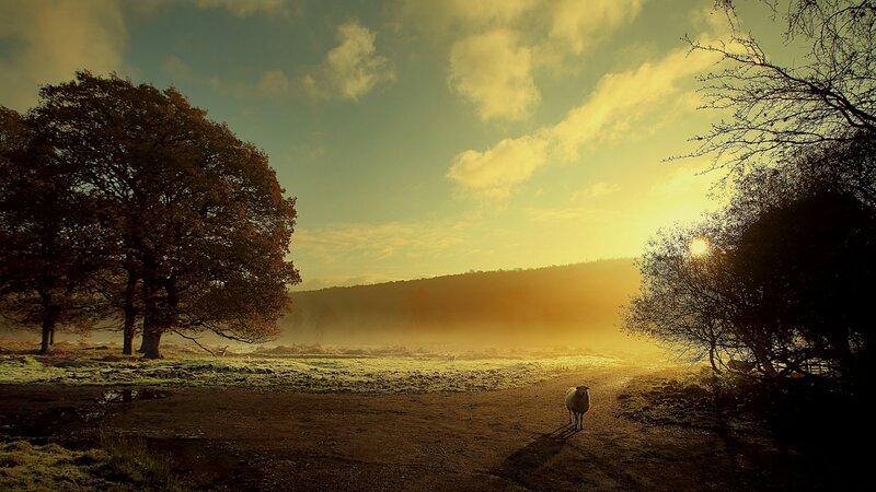 Sheep in a Field — Yellow, Serene, Sunset