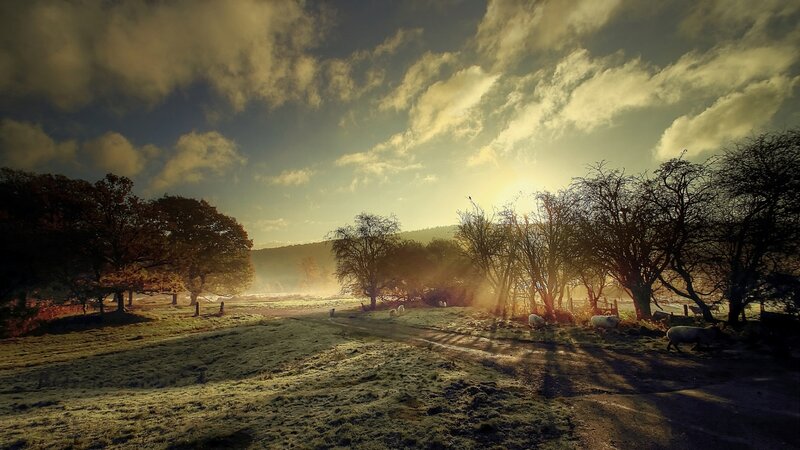 Sheep in a Field — Yellow, Serene