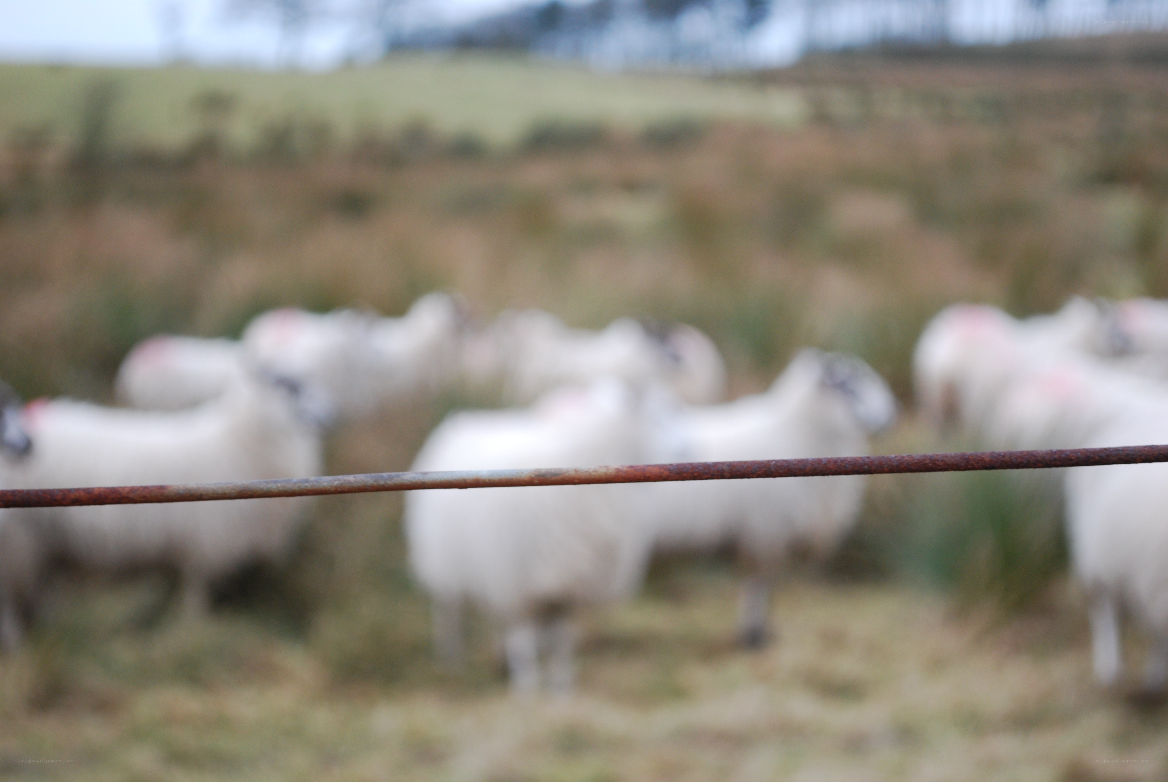 sheep in a field