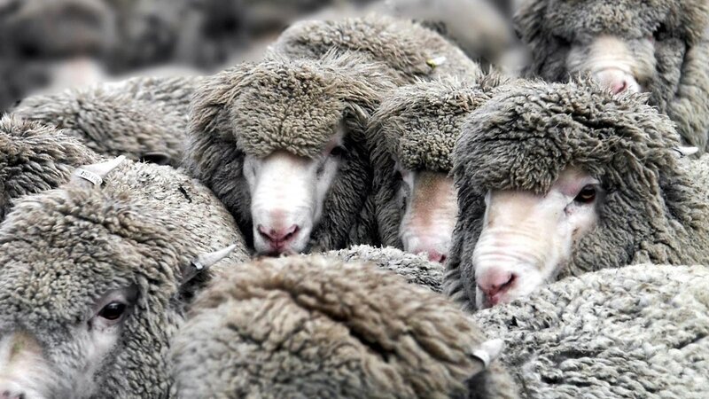 sheep in a flock