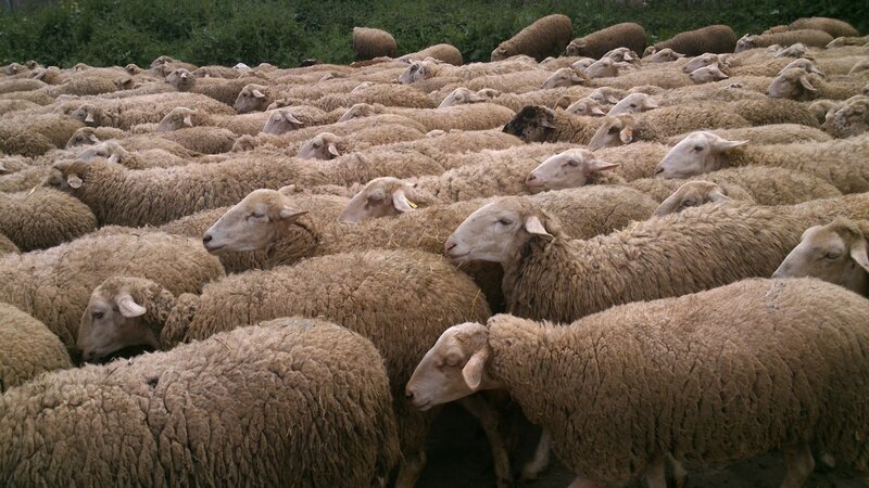 Sheep in a Flock — Brown